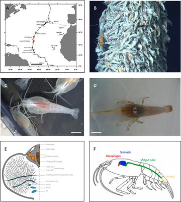 Anatomy and Symbiosis of the Digestive System of the Vent Shrimp Rimicaris Exoculata and Rimicaris Chacei Revealed Through Imaging Approaches